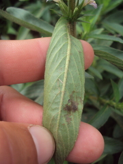 Hygrophila