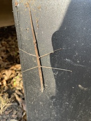 Diapheromera femorata