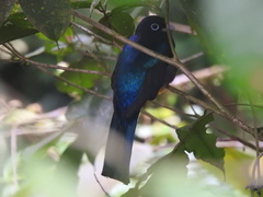 Trogon chionurus