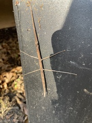 Diapheromera femorata