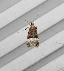 Scoparia minusculalis