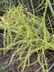 Coccothrinax argentata