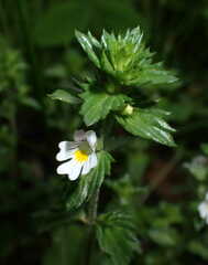 Euphrasia
