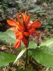 Aphelandra