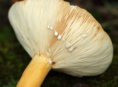 Lactifluus