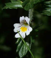 Euphrasia