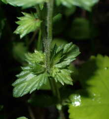 Euphrasia