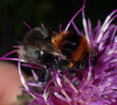 Bombus cingulatus