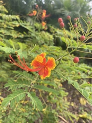 Caesalpinia