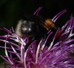 Bombus cingulatus