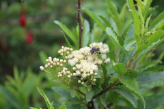 Baccharis sphaerocephala