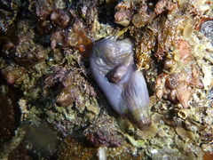 Asterocarpa coerulea