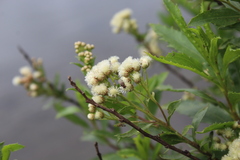Baccharis sphaerocephala