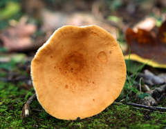 Lactifluus