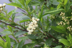Baccharis sphaerocephala