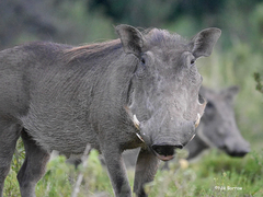 Phacochoerus africanus