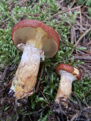 Suillus glandulosus