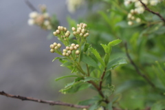 Baccharis sphaerocephala