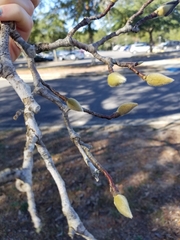 Magnolia liliiflora