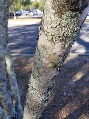 Magnolia liliiflora
