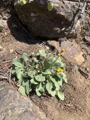 Packera streptanthifolia