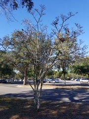 Magnolia liliiflora