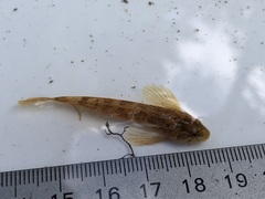Cottus cognatus