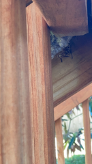 Polistes exclamans