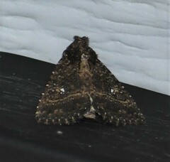 Condica albigera