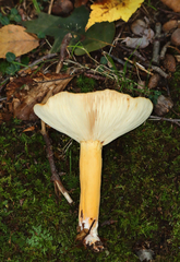 Lactifluus