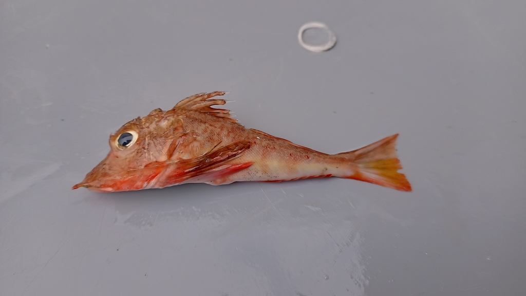 Nakedbelly searobin (Bellator gymnostethus) — Triglidae