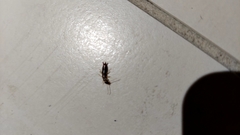 Euborellia annulipes