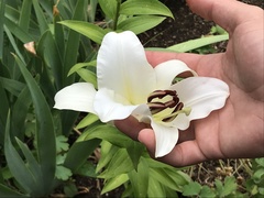 Lilium