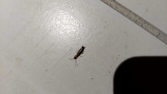 Euborellia annulipes