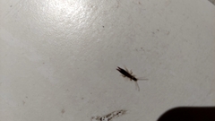 Euborellia annulipes