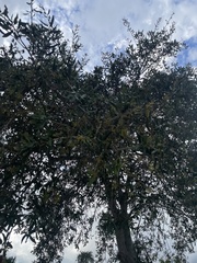 Quercus virginiana