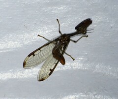 Dicromantispa interrupta