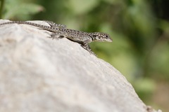 Laudakia tuberculata