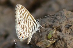 Leptotes pirithous