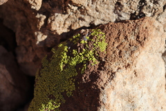 Acarosporaceae