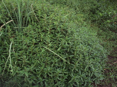 Hygrophila