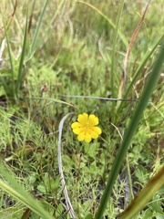 Erythranthe primuloides