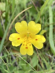 Erythranthe primuloides