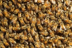 Apis mellifera scutellata