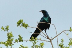 Lamprotornis australis