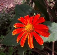 Tithonia rotundifolia
