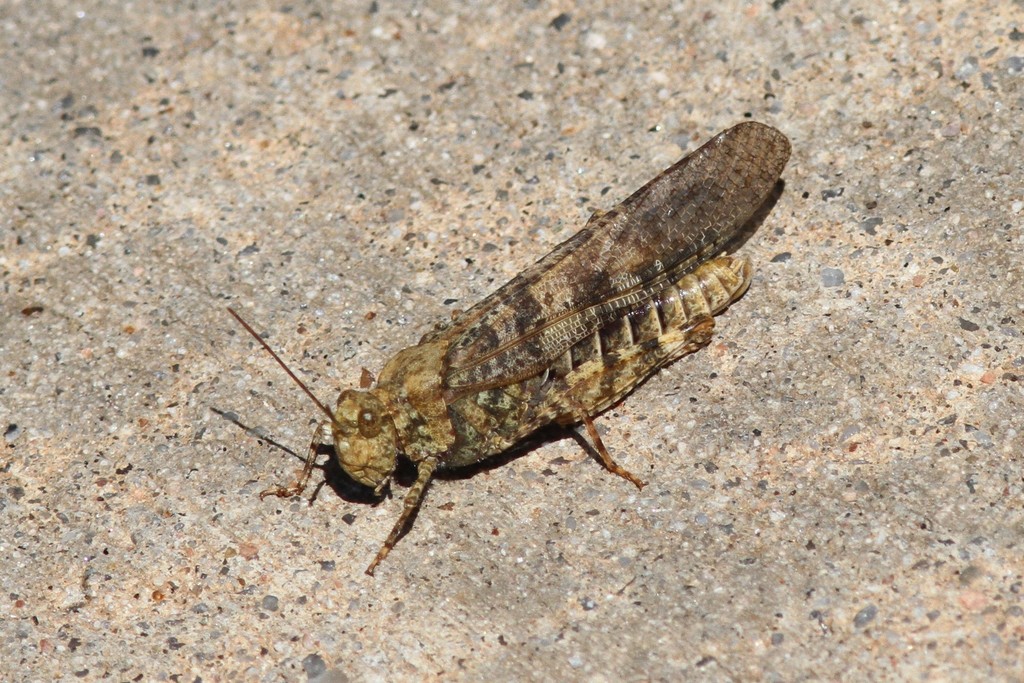 Circotettix