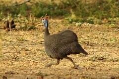 Numida meleagris mitratus