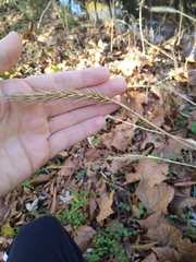 Elymus virginicus
