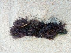 Furcellaria lumbricalis